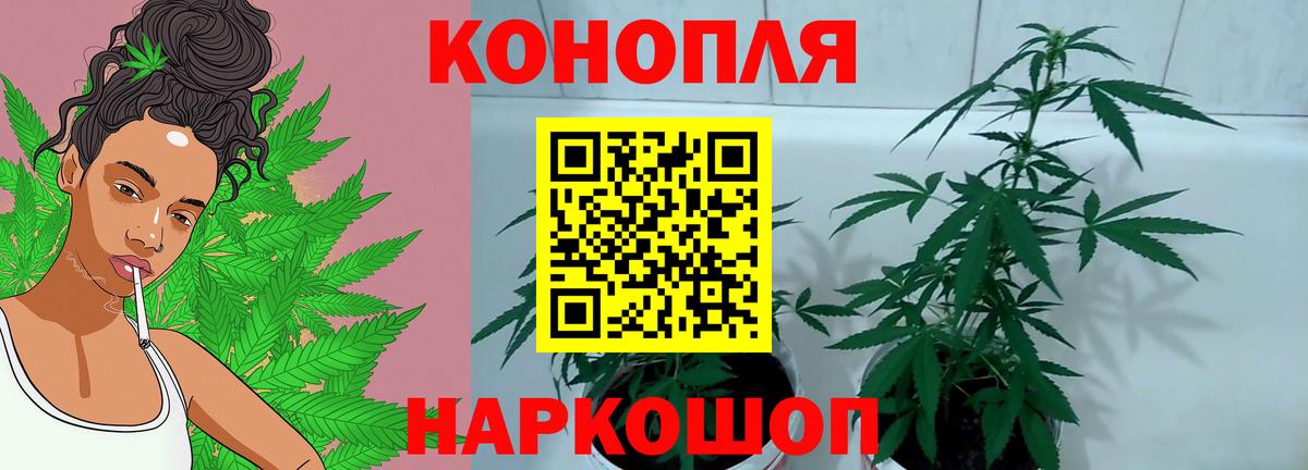 Каннабис сатива  Каннабис THC 21%  Конопля OG Kush  Гагарин  Канабис Ganja 